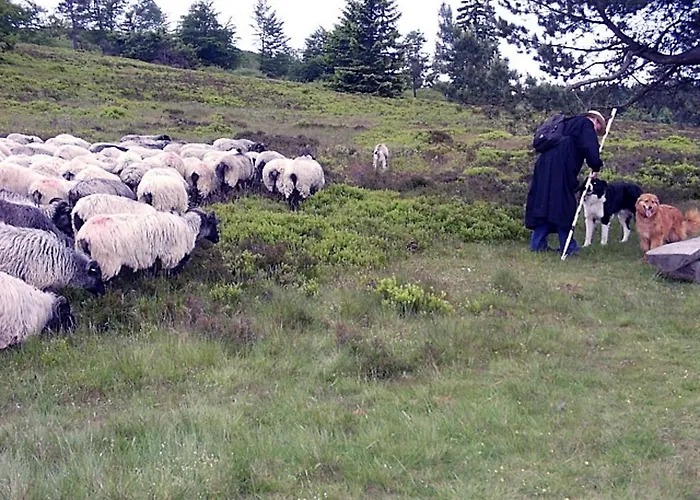 Hotel Heidehotel Hildfeld