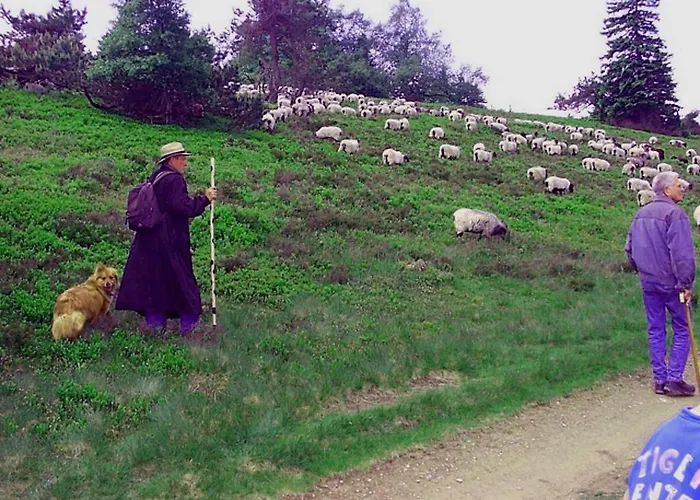 Heidehotel Hildfeld Winterberg